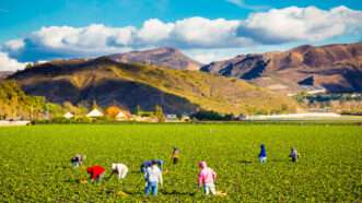 Farm workers in a field | ID 38965175 | Agriculture Jobs ©  Joshua Rainey | Dreamstime.com
