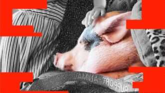 Lucy the pig | Illustration: Eddie Marshall | CBS News New York | Midjourney