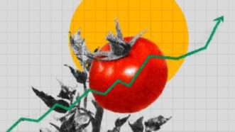 Illustration of a slope trending upward and a tomato behind it | Illustration: Eddie Marshall | Midjourney