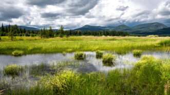 Marshy Landscape in Bonner County, Idaho | DPST/Newscom