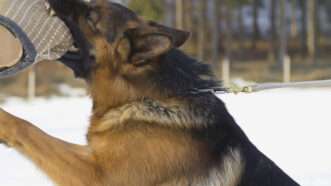 A German Shepherd K-9 police dog in training bites the forearm of a person wearing a thickly padded training suit. | Jaroslav Frank | Dreamstime.com