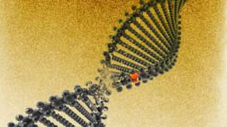 Strand of DNA | Illustration: Eddie Marshall | Putnik | Dreamstime.com
