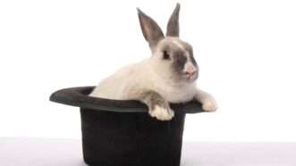 A rabbit peeks out of a magician's hat. | Duncan Noakes | Dreamstime.com