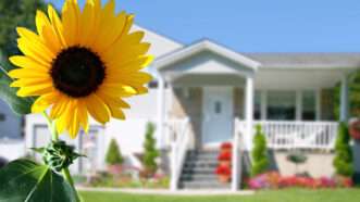 A sunflower in the front yard of a residential house. | Galina Barskaya | Dreamstime.com