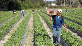 Farm workers in a field | David R. Frazier / DanitaDelimont.com / "Danita Delimont Photography"/Newscom