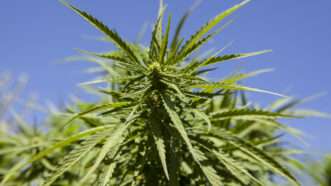 A hemp plant | Juan Aunion/Newscom