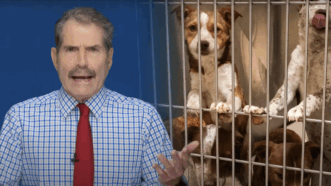 John Stossel stands in front of a group of dogs | Stossel TV