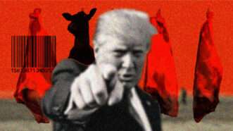 Illustration of President Donald Trump in front of hanging cow carcasses | Illustration: Eddie Marshall | Midjourney