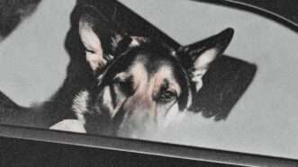 K-9 | Illustration: Eddie Marshall | Midjourney