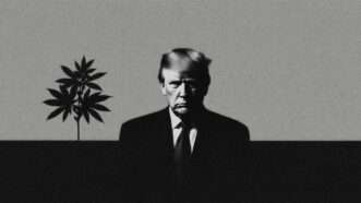 President Donald Trump next to a shadowy image of cannabis leaves | Illustration: Eddie Marshall | Midjourney