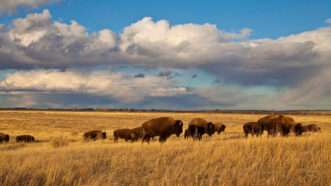 A group of bison on a prairie | Dennis Lingohr: American Prairie