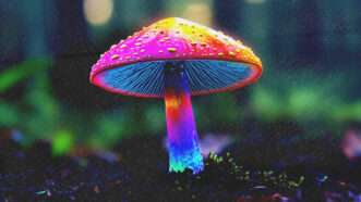 a psychedelic-colored psilocybing mushroom | Midjourney