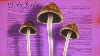 psilocybin mushrooms against a backdrop of the U.S. Constitution | Valerii Zan/Onur Ersin/Dreamstime