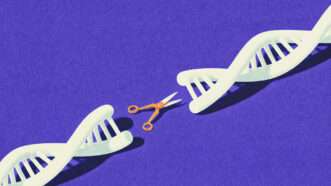 Human DNA art, with a pair of scissors editing it | Illustration: Midjourney