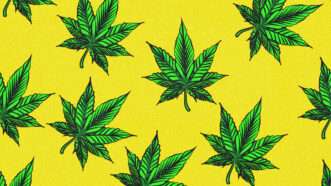 Hemp plants against yellow background | Illustration: DPST/Newscom