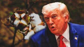 Donald Trump with a picture of a cotton plant behind him | Illustration: Mohammed Shajahan/ZUMAPRESS/Samuel Corum/UPI/Newscom