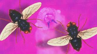 Screwflies | CDC Public Health Image Library/John Kucharski/Wikimedia Commons