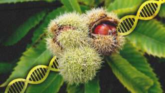 A tree with a DNA double helix sketch across it | Fausto Fiori/Dreamstime/Midjourney