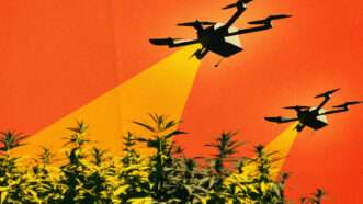 Illustration of a marijuana field and drones hovering above | Illustration: Midjourney
