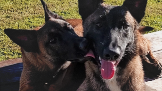 two Belgian Malinois dogs | Lydia Nikac/GoFundMe