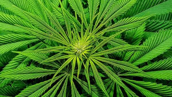 cannabis leaves | MIS Photography