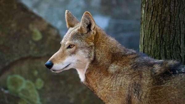 A wolf | Photo: Cavan Images/Alamy