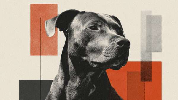 A dog against a colorful background | Midjourney