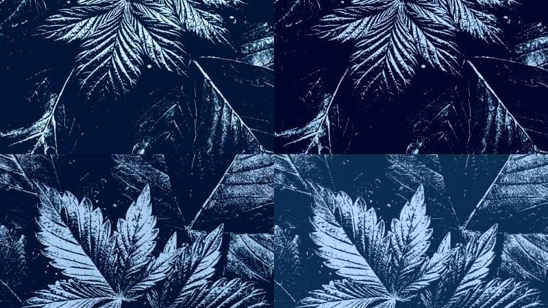 An illustration of blue marijuana plants | MIS Photography