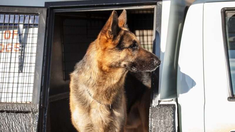 policek9_1161x653