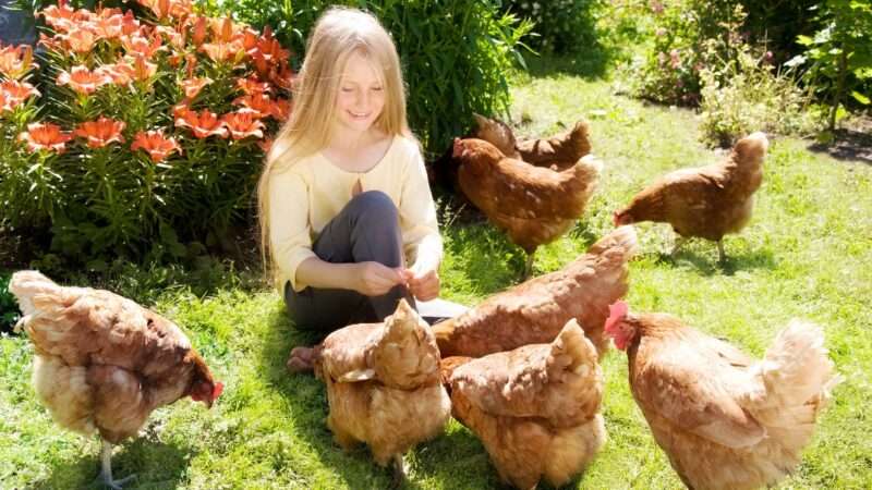 chickens_1161x653