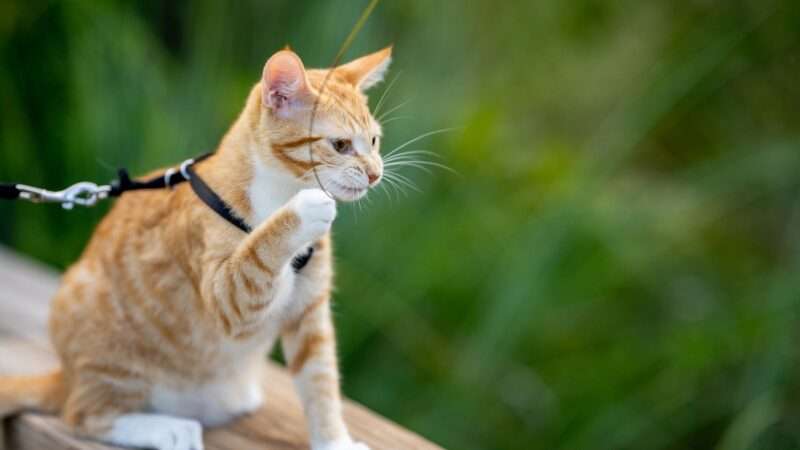 Cat on a leash