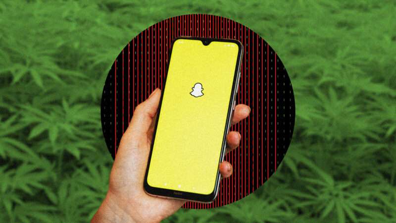 Image of a hand holding a phone with the social media platform Snapchat. Background is marijuana plants.