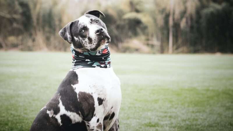 black and white Staffordshire Terrier and Pit Bull Mix | Photo by <a href="https://unsplash.com/@pupscruffs?utm_source=unsplash&utm_medium=referral&utm_content=creditCopyText">Katie Bernotsky</a> on <a href="https://unsplash.com/s/photos/pit-bull?utm_source=unsplash&utm_medium=referral&utm_content=creditCopyText">Unsplash</a>   