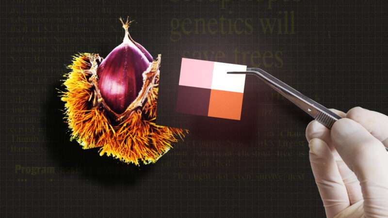 Image for genetically altered chestnut | Illustration: Lex Villena; Angel Luis Simon Martin 