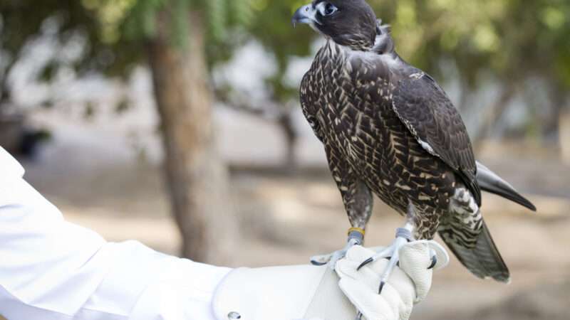 A falcon perched on the end of a falconer's gloved hand. | Emresalci | Dreamstime.com