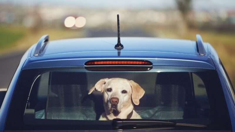 A yellow lab sitting in the back of a car, looking through the windshield | Photo 115735549 © JaromÃ­r Chalabala | Dreamstime.com