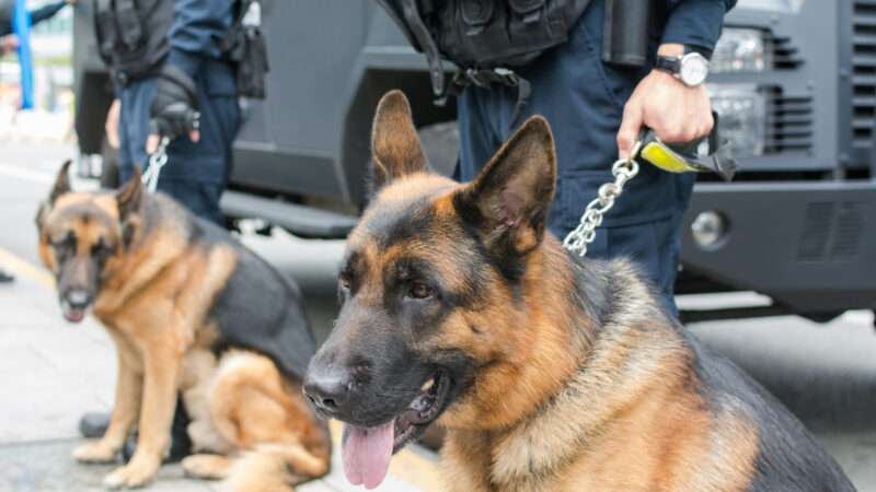 Officers hold police dogs at the ready on a tight leash. | Zz3701 | Dreamstime.com