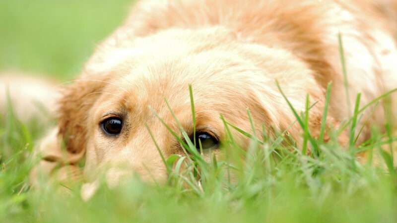 A Labrador retriever with its face in the grass.