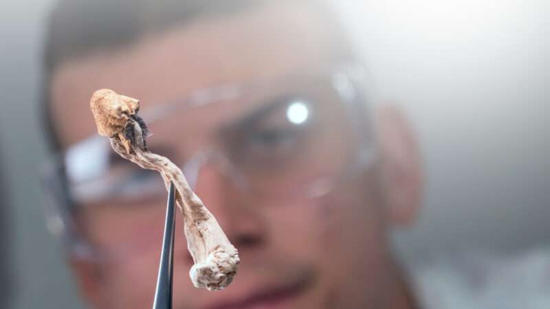 A scientist examines a psychedelic mushroom held with forceps. | Grejak | Dreamstime.com