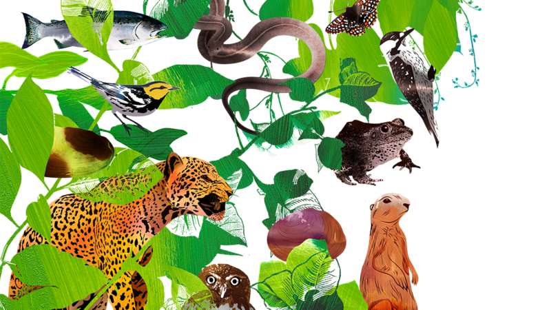 An illustration of animals among green leaves | Illustration: Joanna Andreasson