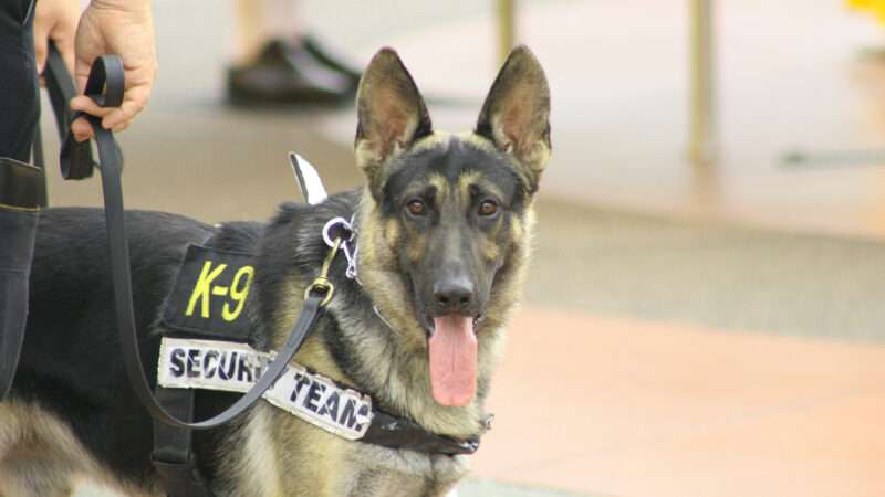 A K9 police dog in a harness. | Chris Johnson | Dreamstime.com