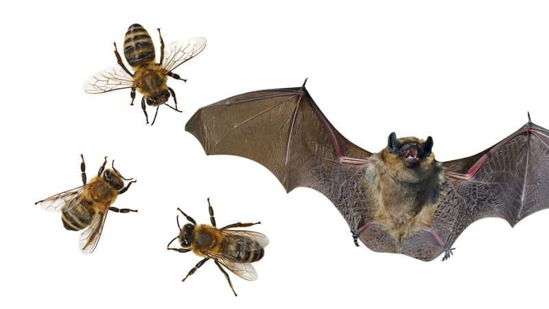 An illustration of a bat and some bees | Photo: Andreas Häuslbetz/iStock Photo; Todd Cravens/Unsplash
