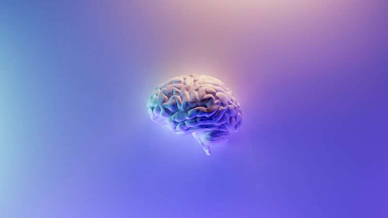 brain on purple background | Photo by <a rel=
