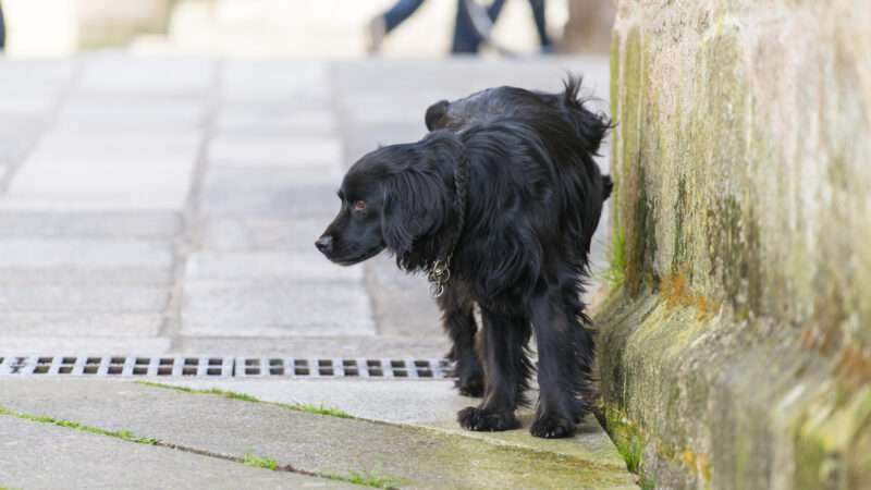 A black dog hikes his leg to urinate on a wall. | Miguel Angel Morales Hermo | Dreamstime.com