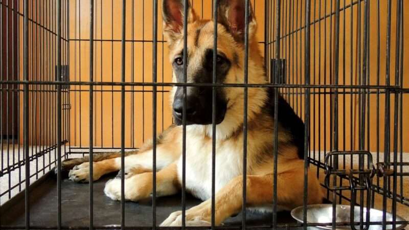 A German Shepherd puppy in a dog crate. | Cynthia Hanevy | Dreamstime.com