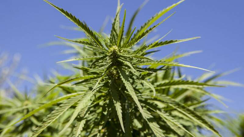 A hemp plant | Juan Aunion/Newscom