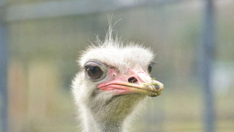 Close-up on the face of an ostrich, in a Vancouver zoo. | Makoto Hasegawa | Dreamstime.com