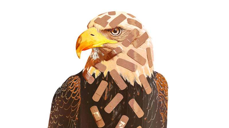 An illustration of a bald eagle covered in adhesive bandages | Illustration: Joanna Andreasson; Source images: iStock