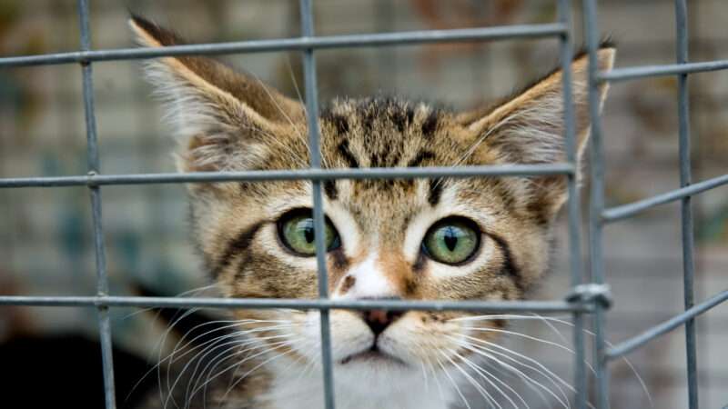 A cat in a cage | ID 6515473 © Dwight Smith | Dreamstime.com