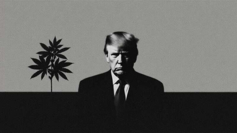 President Donald Trump next to a shadowy image of cannabis leaves | Illustration: Eddie Marshall | Midjourney